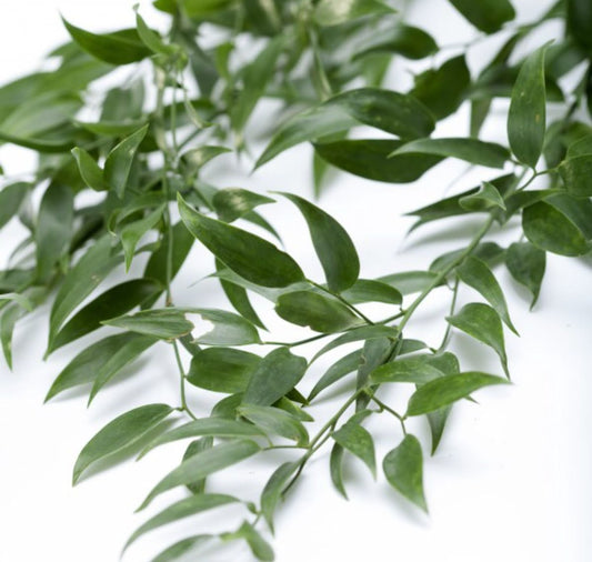 Ruscus
