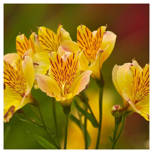 Alstroemeria