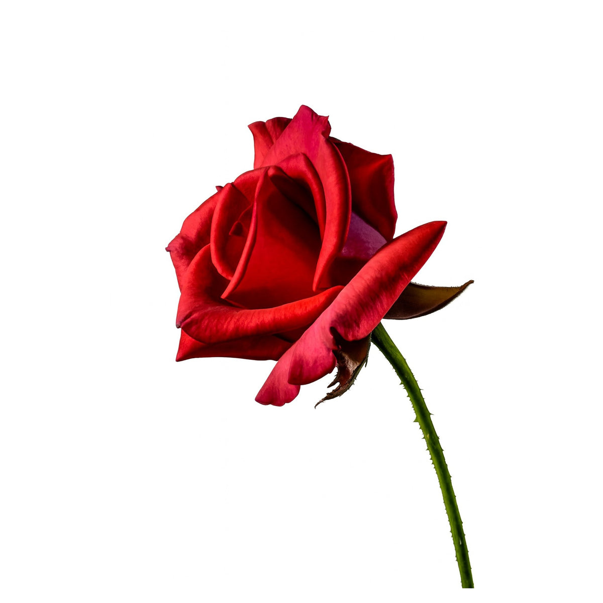 Red rose on a white background