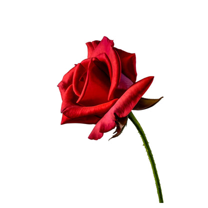 Red rose on a white background